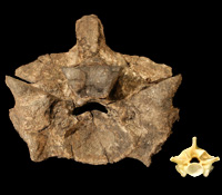 200x175.jpg